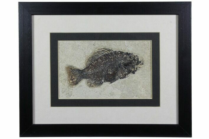 Framed Fossil Fish (Cockerellites) - Wyoming #143764